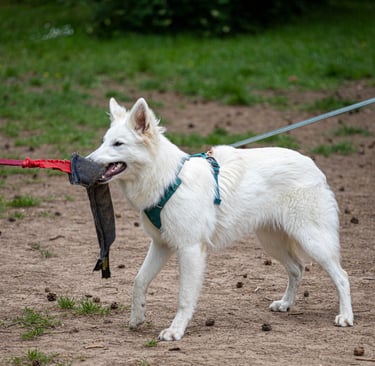 Test d'aptitude au travail Dog's Learning