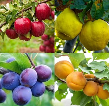 Listing fruitier plantes nord Finistère