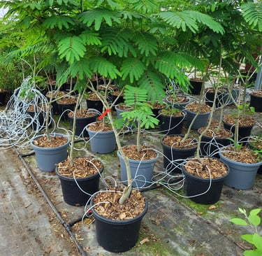 Listing plants plantes nord Finistère