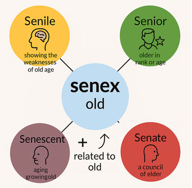 senext root word vocabulary, word power made easy  
