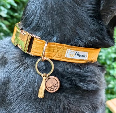 gros plan sur le cou d'un chien noir portant un collier jaune