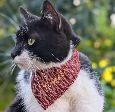 a black and white cat wearing a red bandanna