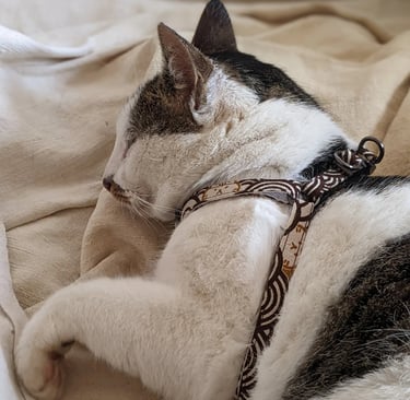 a cat laying on a bed with a harnesh