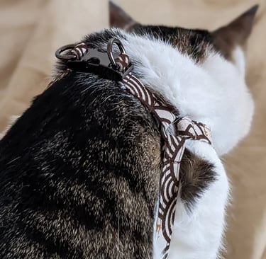 a cat with a harnesh