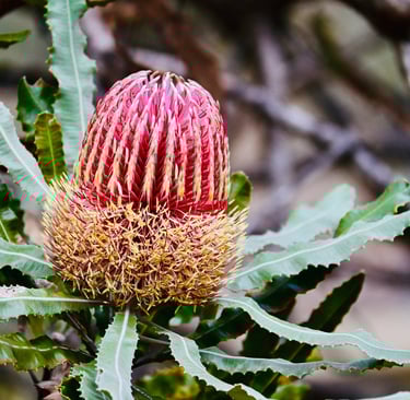 Banksia flower