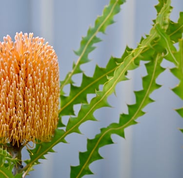 Banksia flower