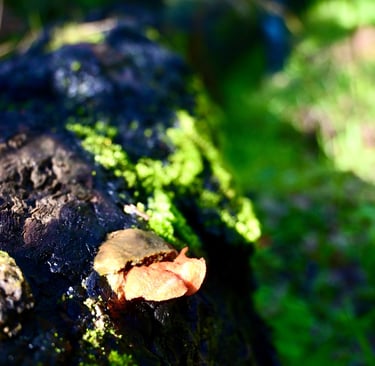 Fungi on a fallen log