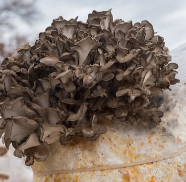 Ballot/Sac/Substrat Maiitaké