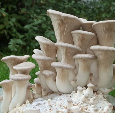 Ballot/Sac/Substrat Eryngii