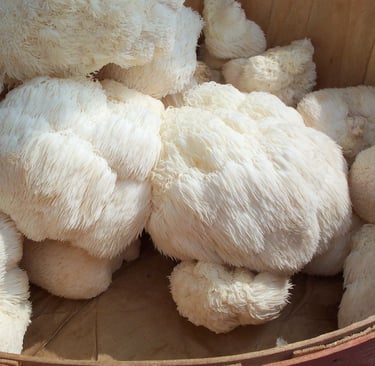 Ballot/Sac/Substrat Lion's Mane