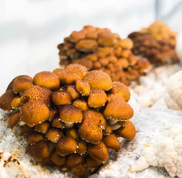 Ballot/Sac/Substrat Pholiote/Naméko