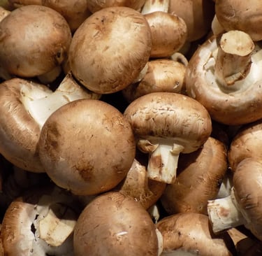 Ballot/Sac/Substrat Champignons de Paris Brun