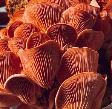 Ballot/Sac/Substrat Pleurote Rose