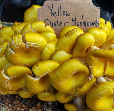 Ballot/Sac/Substrat Pleurote Jaune