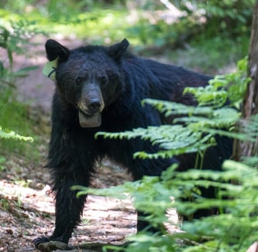 a black bear standing in the woods