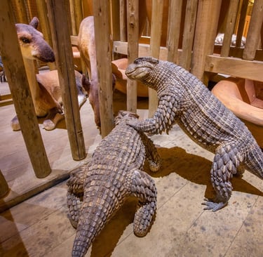 a pair of alligators in a zoo enclosure