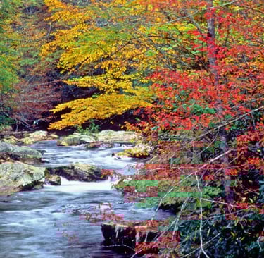 a stream running through a forest filled with colorful leaves
