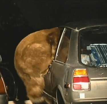 a bear climbing into a car