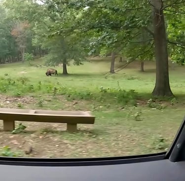 bison at lone elk park
