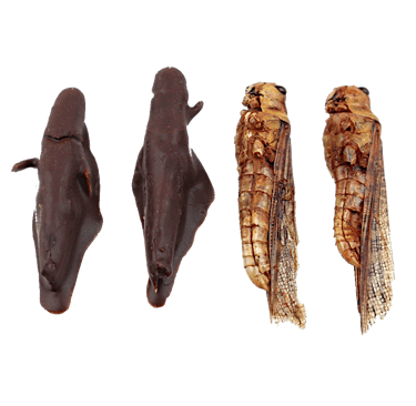 chocolate covered grasshoppers