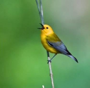 a yellow bird perched on a branch of a tree
