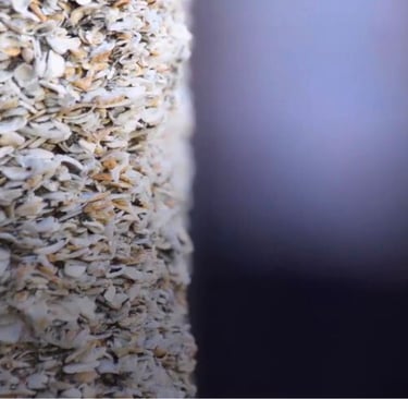a close up of a wall made of concrete made of shells and coral