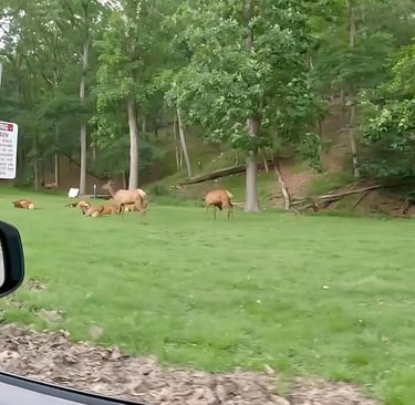 elk at lone elk park