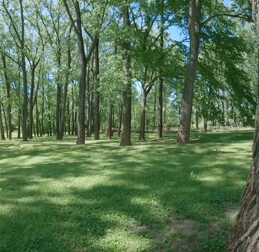 a trees in a field