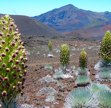 a mountain range with flowering plants in the valley
