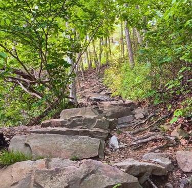 a stone path in the woods leading up