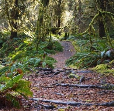 a trail in Hoh Rainforest