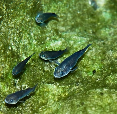 pupfish