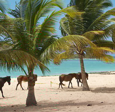 a group of horses walking on a beach