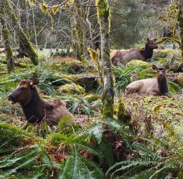 a group of elks in the woods