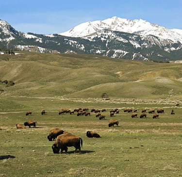 a herd of bison grazing in a field