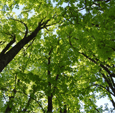 forêt arbre