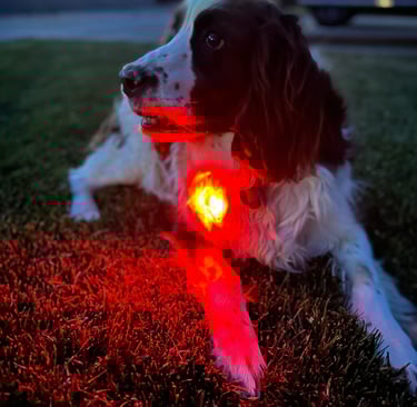 Pet Safety Light