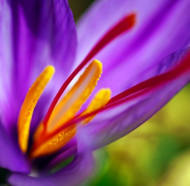 a purple flower with a yellow center