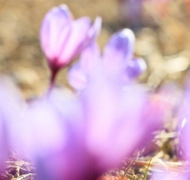 Saffron Field of Flowers