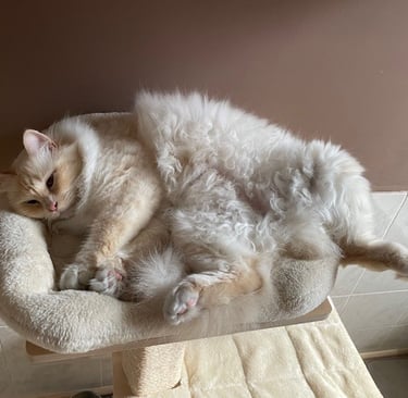 sacré de birmanie en pension féline
