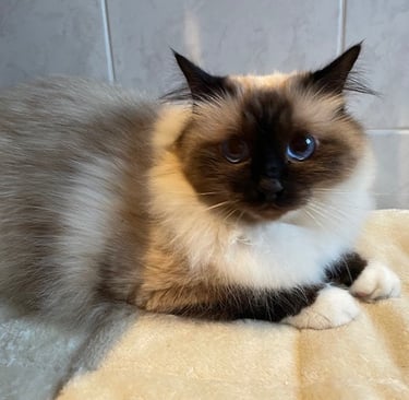 sacré de birmanie en pension féline