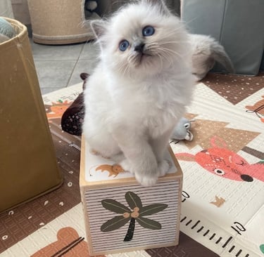 chaton sacré de birmanie blue point