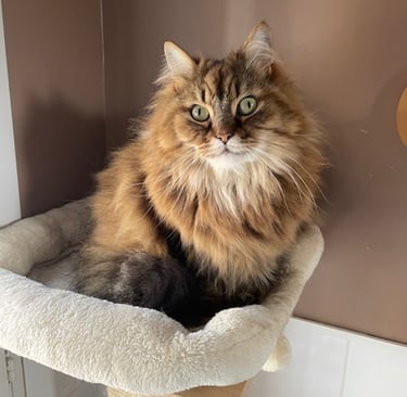 maine coon en pension féline