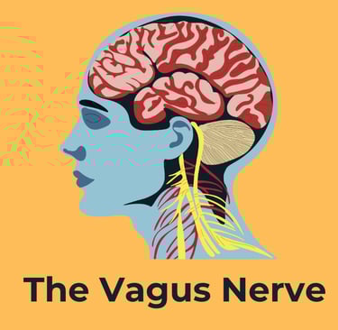 The Vagus Nerve and Gut Health