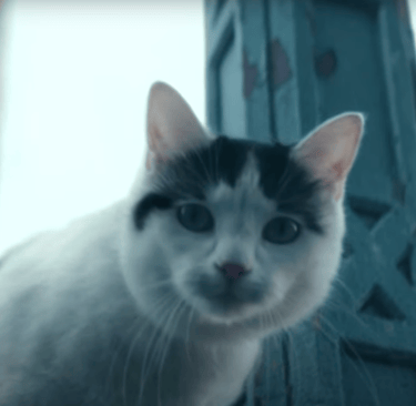 Frodo the cat.
