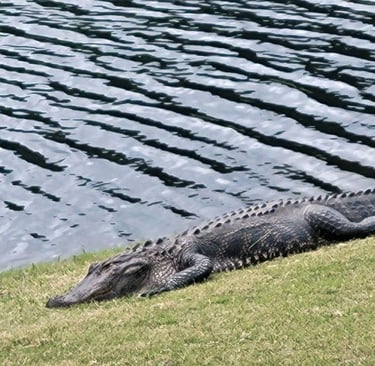 Alligator