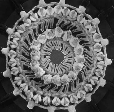 Black‑and‑white overhead shot of Busby Berkeley chorus girls in fur costumes against a dark stage ba