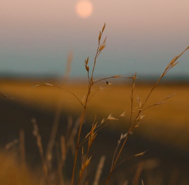 Golden stalks of wild grass in a field at dusk with a blurry harvest moon in the soft purple sky.