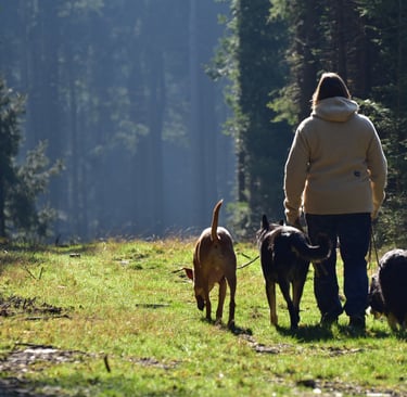 Eine Frau spaziert mit drei Hunden auf einem sonnenbeschienenen Weg durch einen dichten Kiefernwald.