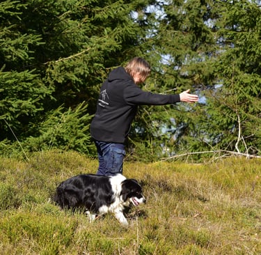 Eine Frau in einem schwarzen Hoodie trainiert einen schwarz-weißen Border Collie auf einem grasbewac